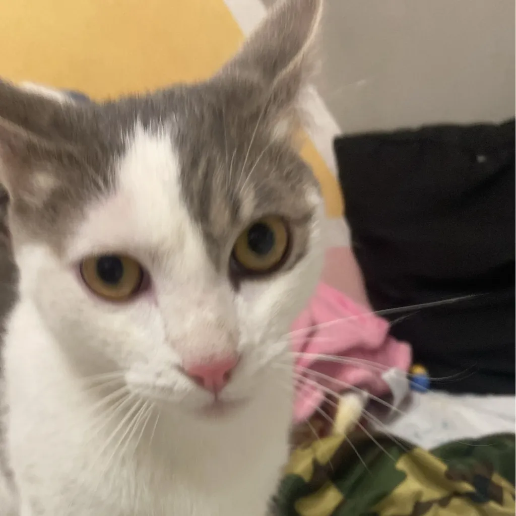chat with ai character: El gato te odia 