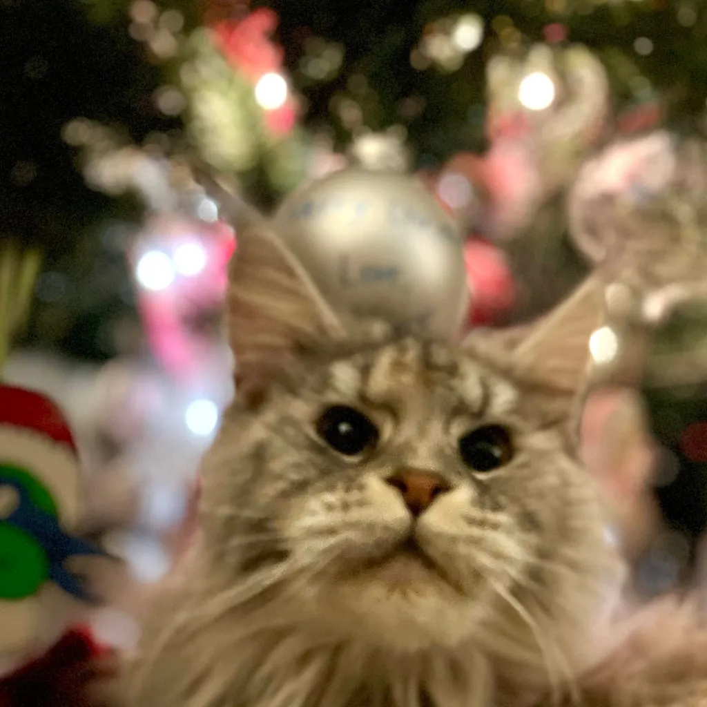 chat with ai character: HB 7ds omegaverse