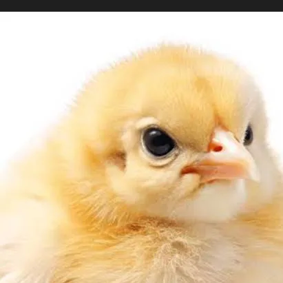 chat with ai character: antonio