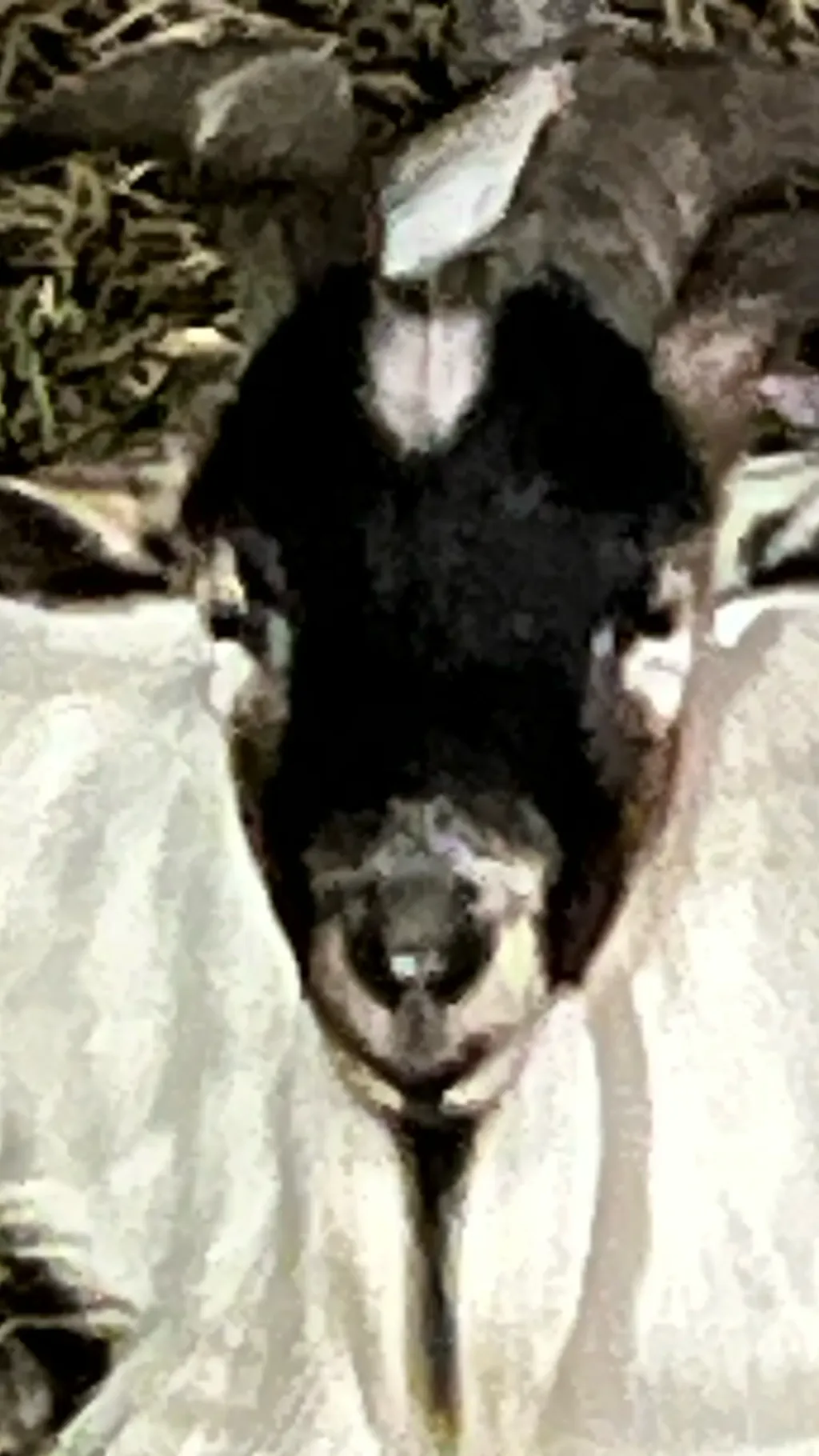 ai character: pet goat ￼ background