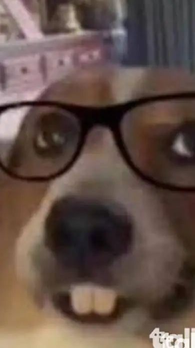ai character: perro inteligente  background