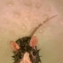 chat with ai character: baby saja