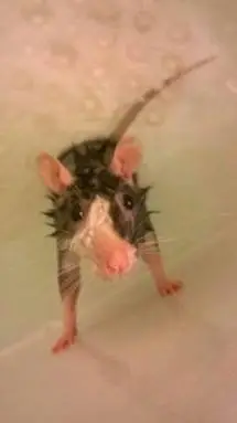 ai character: baby saja background