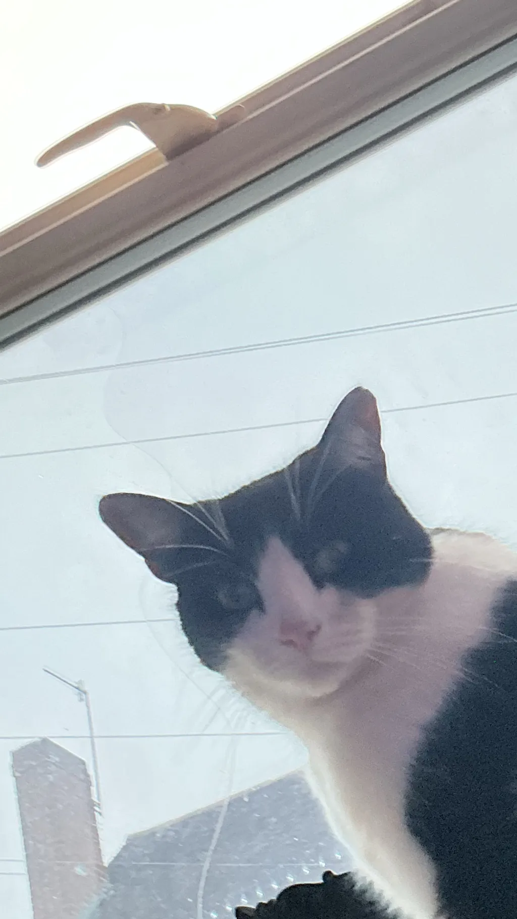 ai character: Bubbles cat background