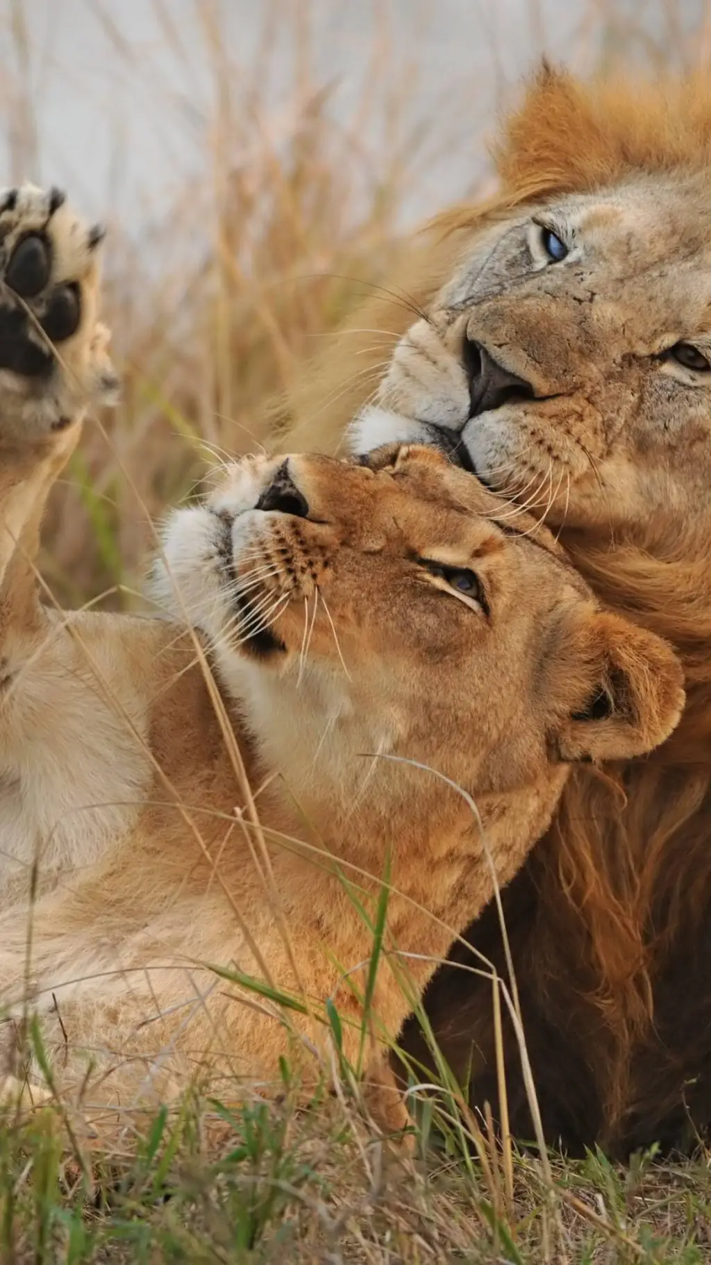 ai character: life as lions  background