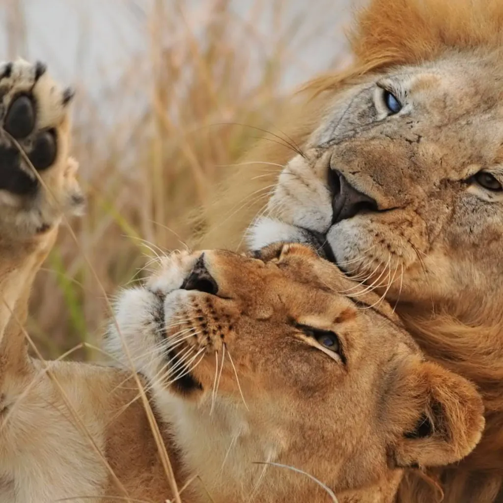 chat with ai character: life as lions 