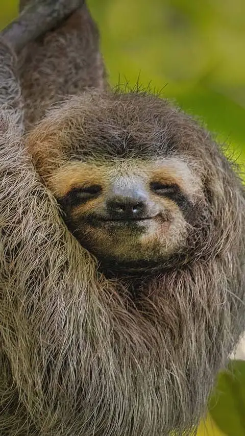 ai character: Randel the sloth  background