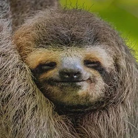 chat with ai character: Randel the sloth 