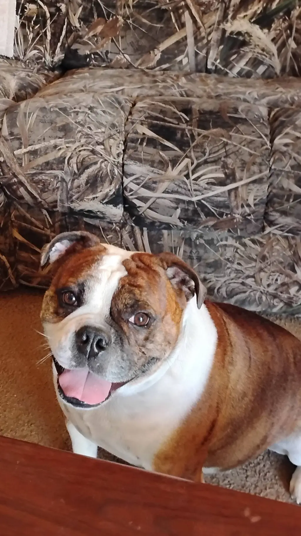 ai character: Cookie background