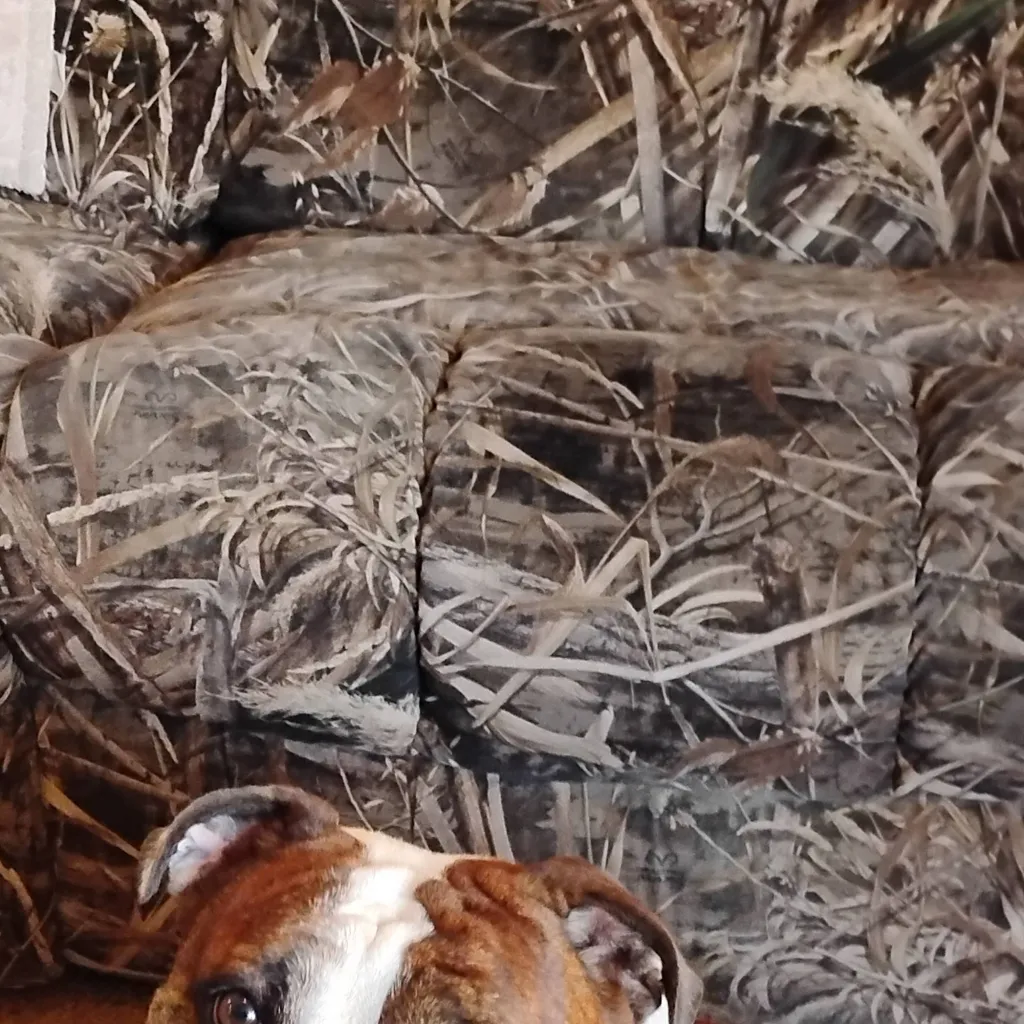 chat with ai character: Cookie