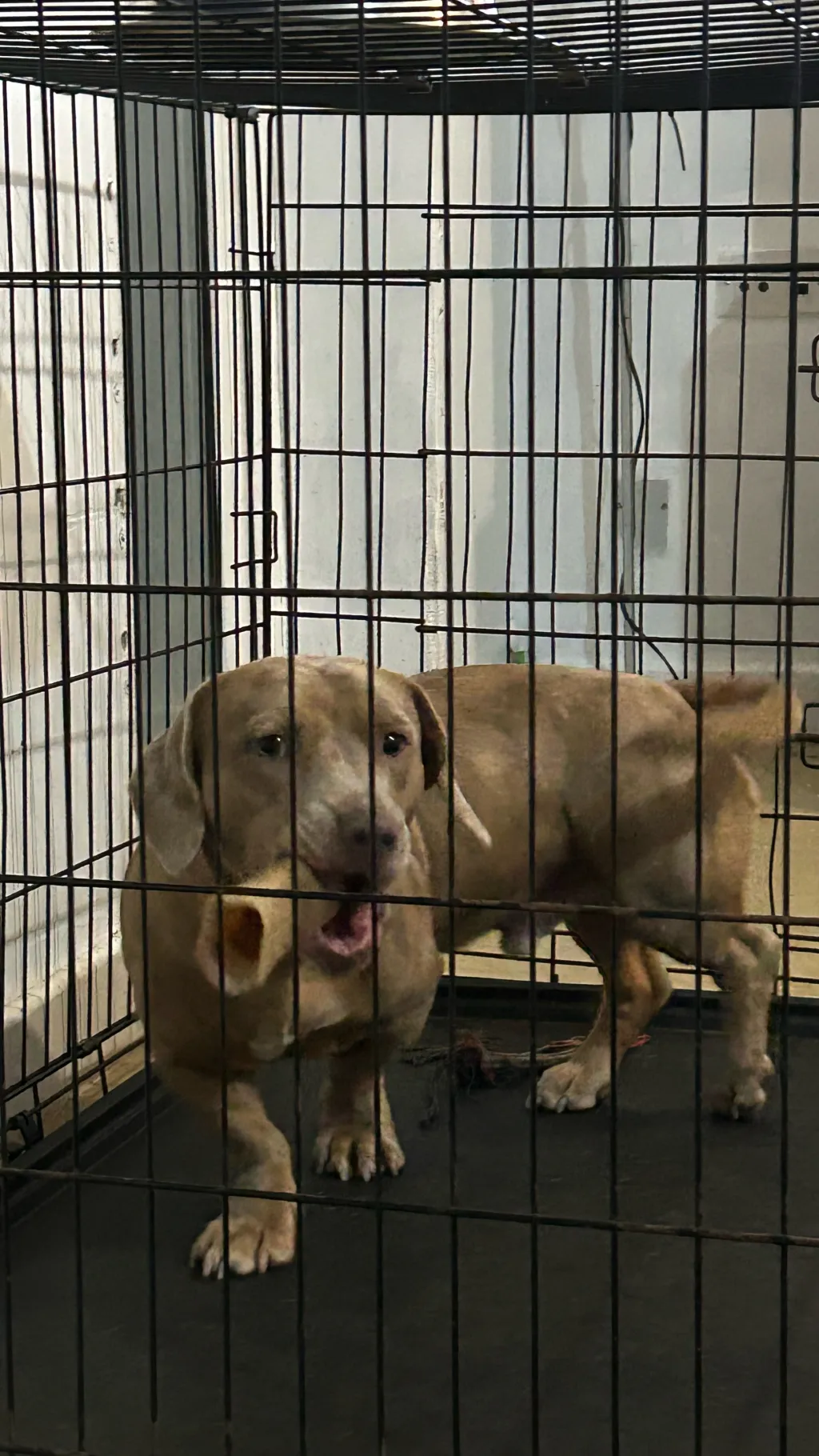 ai character: Reo(my dog) background