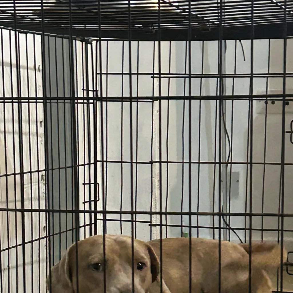 chat with ai character: Reo(my dog)