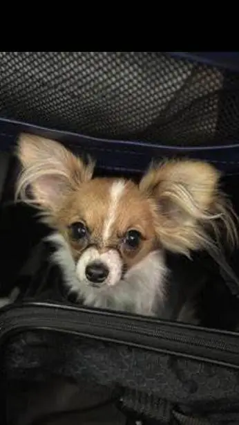 ai character: Mimi the dog  background