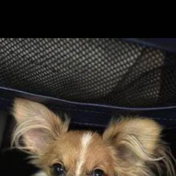 chat with ai character: Mimi the dog 