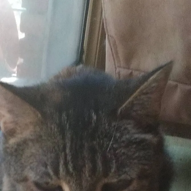 chat with ai character: my cat 😺
