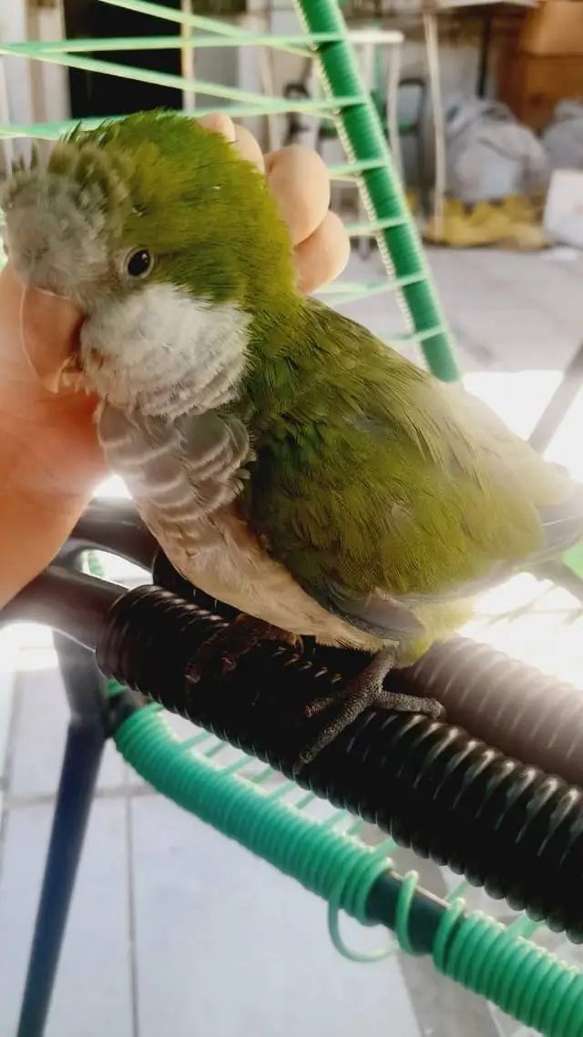 ai character: ns q poner background