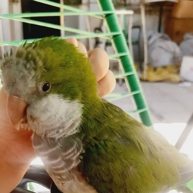 chat with ai character: ns q poner