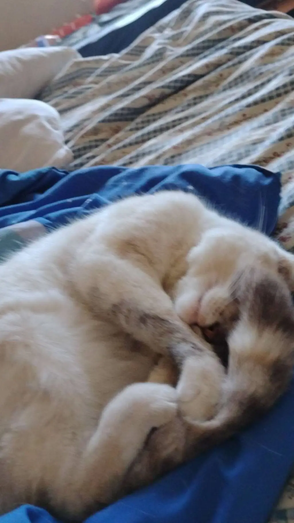 ai character: mother of 1 kitten background