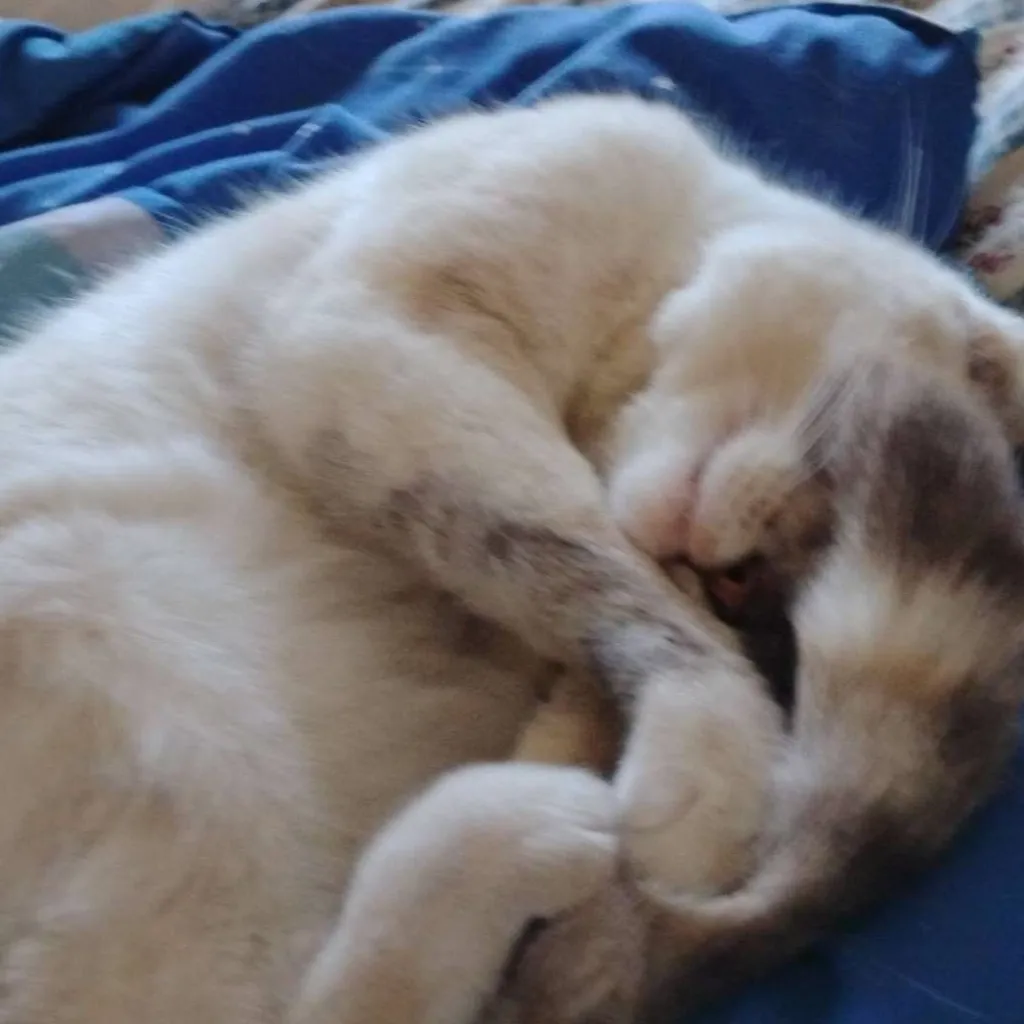 chat with ai character: mother of 1 kitten