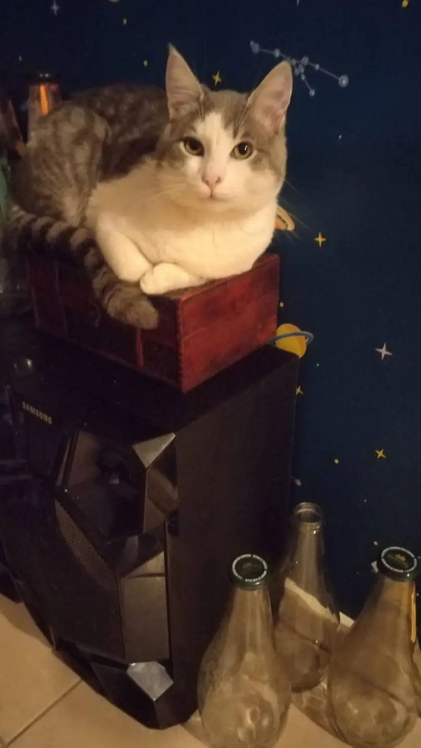 ai character: Lila background