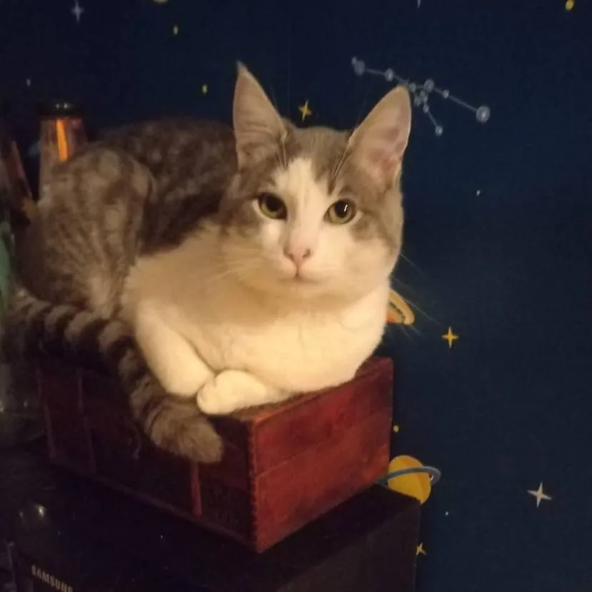 chat with ai character: Lila