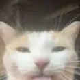 chat with ai character: John el gatito