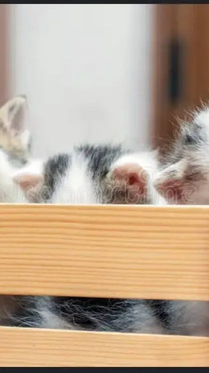ai character: mama kittens background