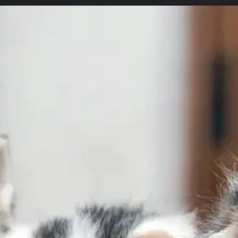 chat with ai character: mama kittens