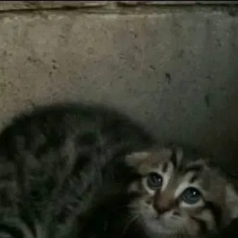 chat with ai character: kitten