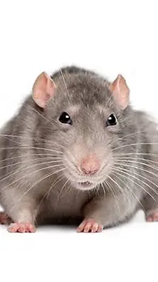 ai character: mr lown background