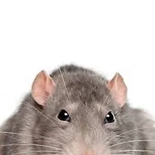 chat with ai character: mr lown