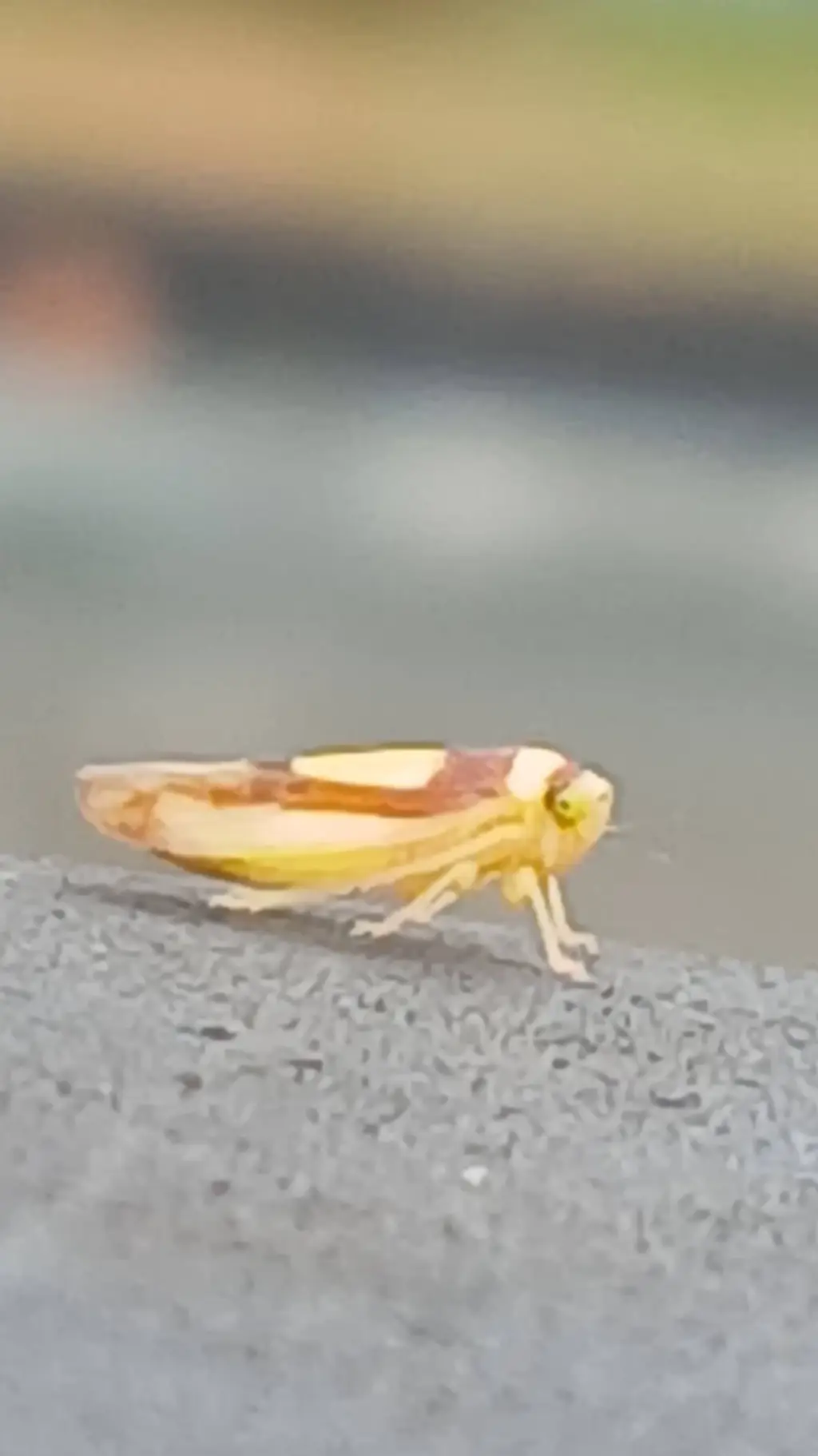 ai character: rando background