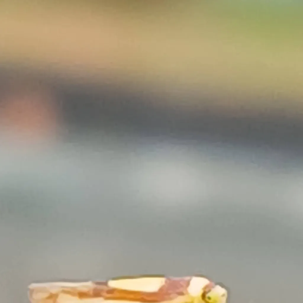 chat with ai character: rando