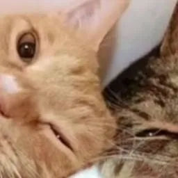 chat with ai character: CAT