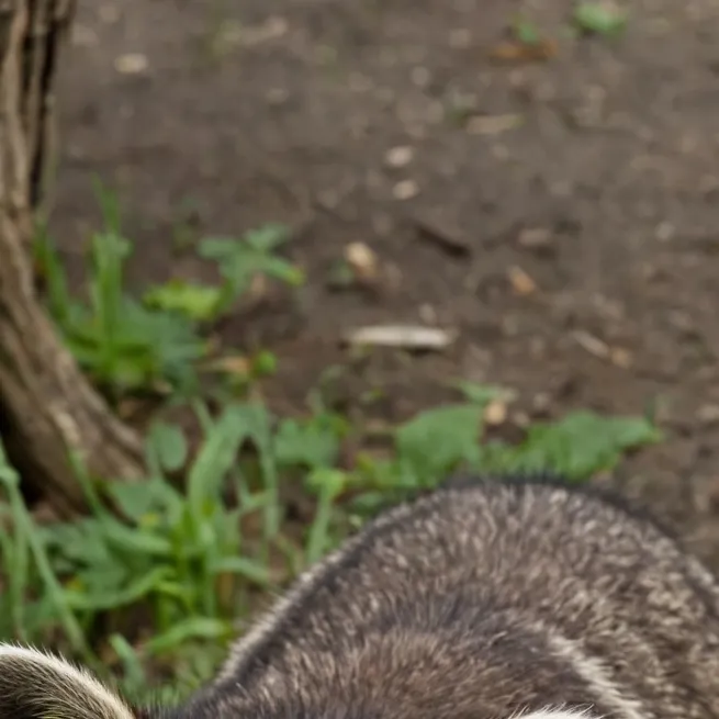 chat with ai character: Raccoon 