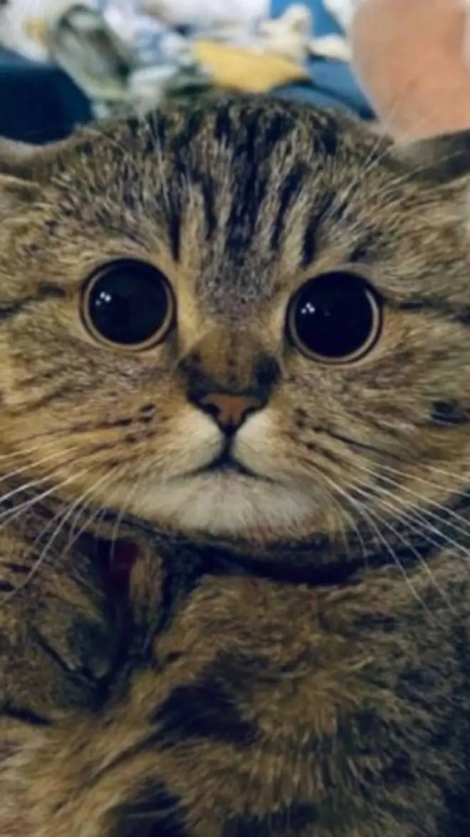 ai character: Fae :3 background