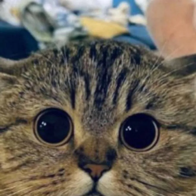 chat with ai character: Fae :3