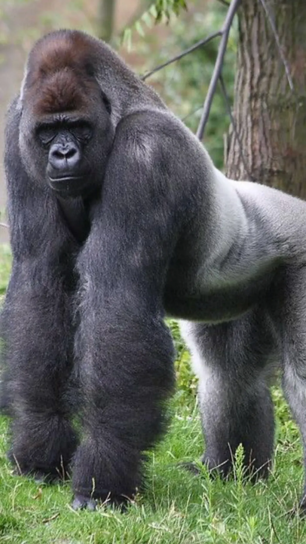 Talkie AI - Chat with Gorilla ￼Dad ￼