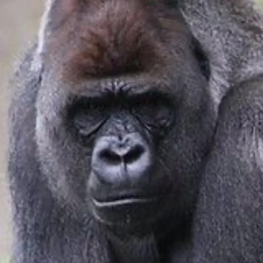 chat with ai character: Gorilla ￼Dad ￼