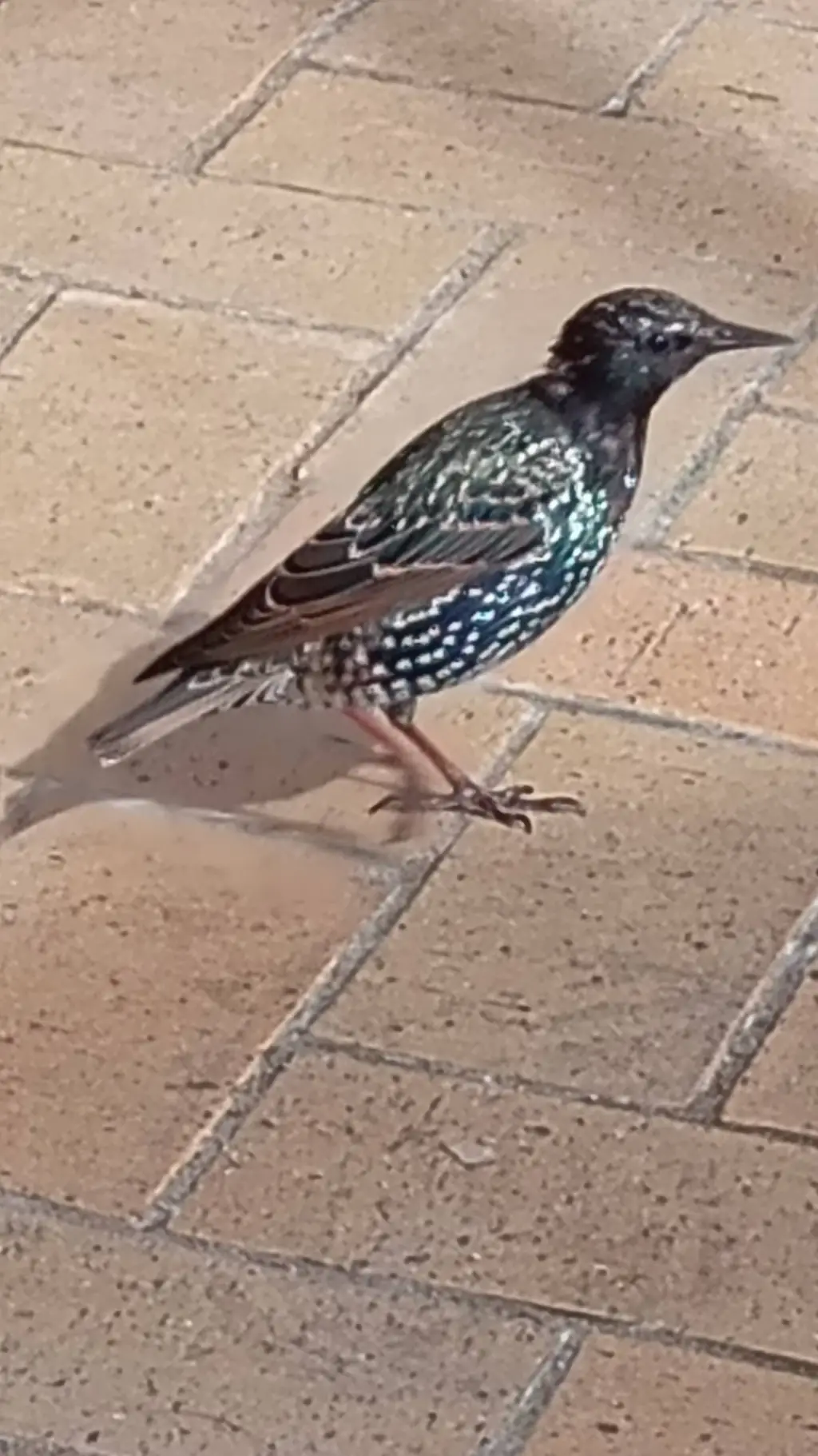 ai character: The night upon  background