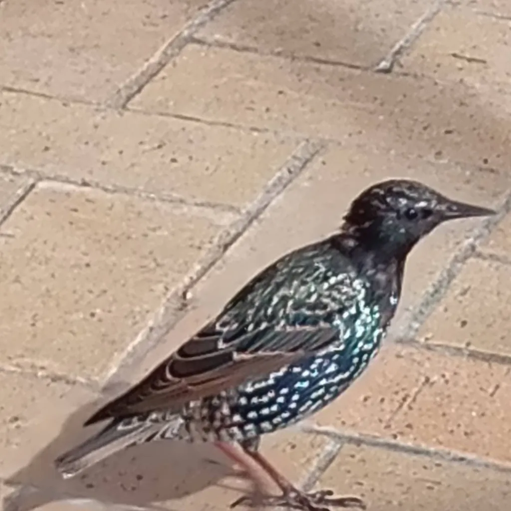 chat with ai character: The night upon 