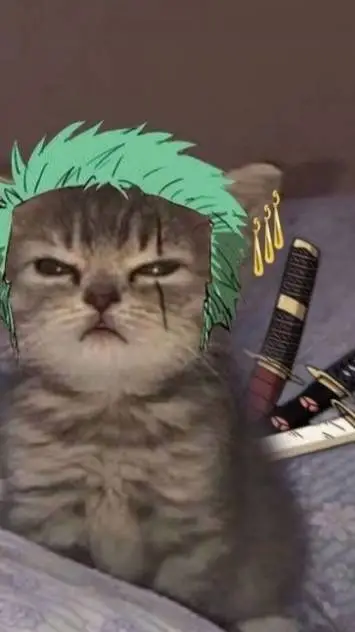 ai character: zoro gato background