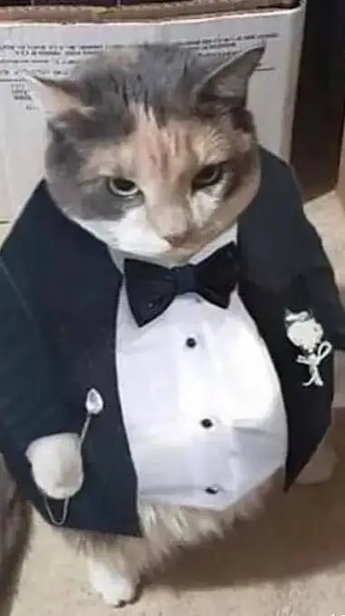 ai character: gato fino señores background
