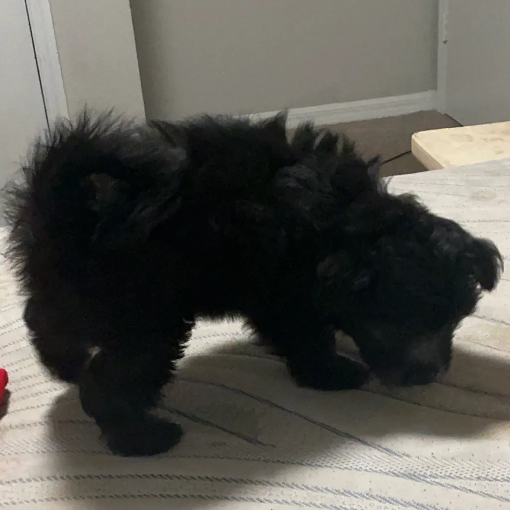 chat with ai character: Dog
