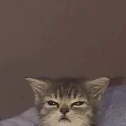 chat with ai character: kny en roblox