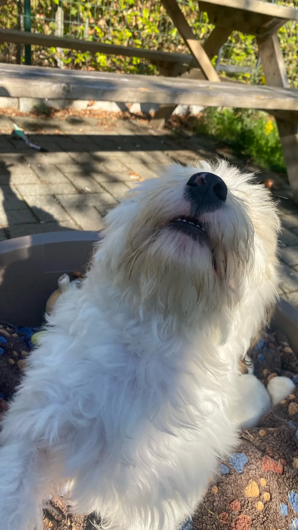 ai character: Kny  background