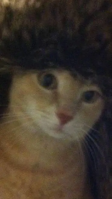 ai character: (The backstabers) background