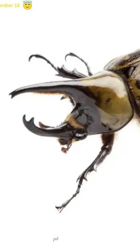 ai character: rhino beetle background