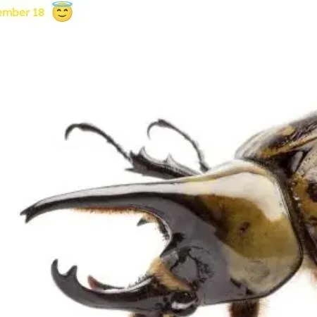 chat with ai character: rhino beetle