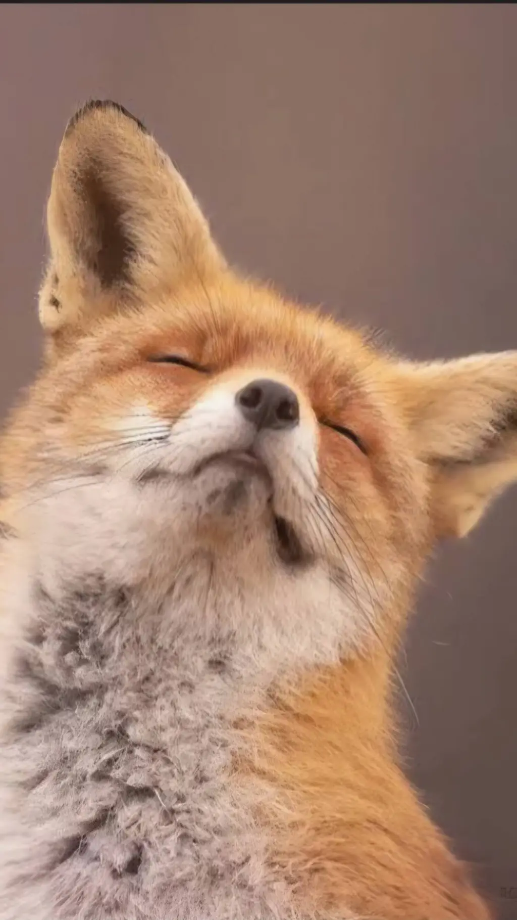 ai character: fox background
